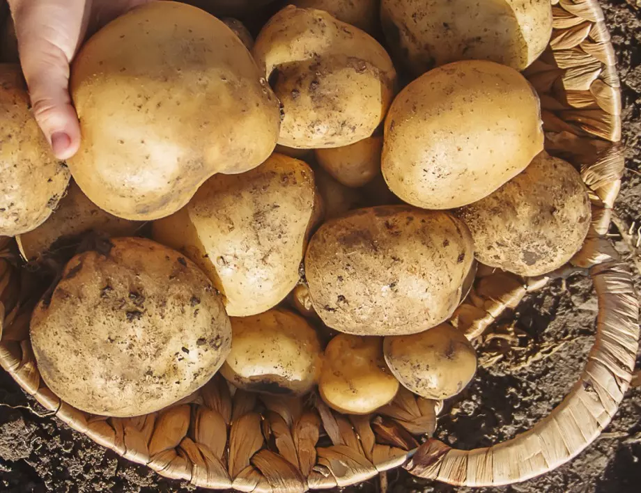 Бабините рецепти, с които ще забравите за маната по картофите