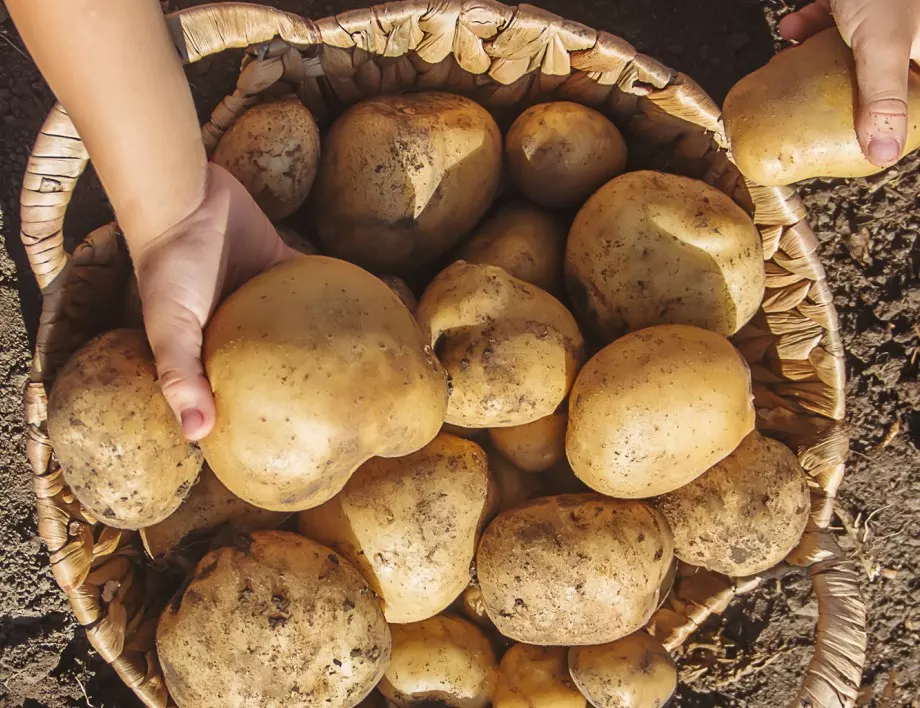 3 необичайни начина за засаждане на картофи, които ще изненадат дори опитни градинари