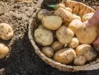 100 % скок на картофите очакват производителите