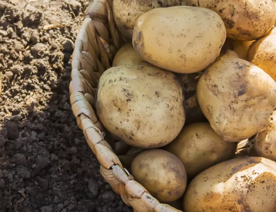 Хитрите градинари винаги правят това през август и берат картофи в чували