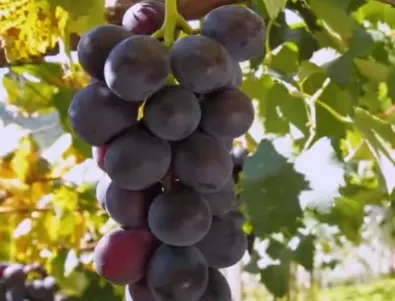 Опитните градинари поливат гроздето така и реколтата им винаги е богата