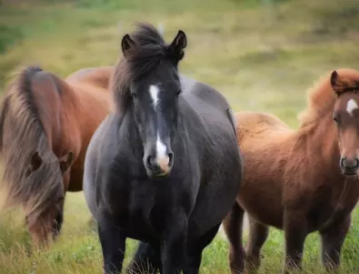 Откраднаха кобила в село Партизанин 
