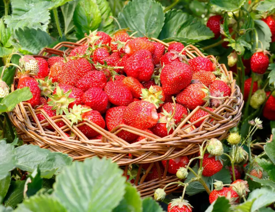 Ако искате по-едри и по-вкусни ягоди, подхранвайте ги с хляб и още няколко натурални съставки 
