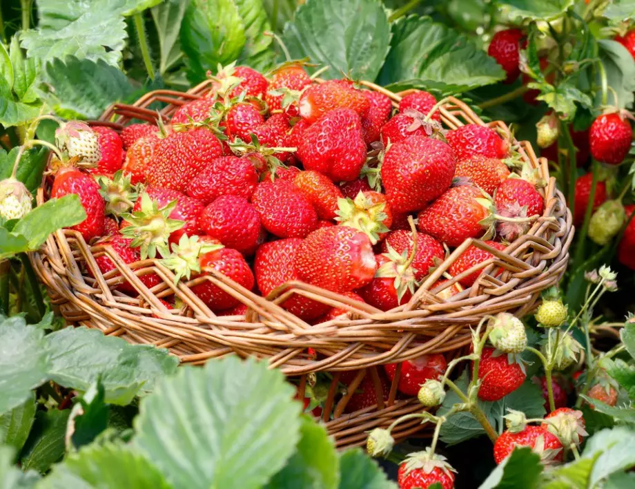 Поръсете ягодите с това през август и следващата година реколтата им ще е по-богата