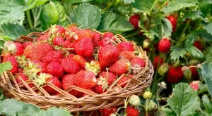 4 съвета, с които ще берете двойно повече ягоди