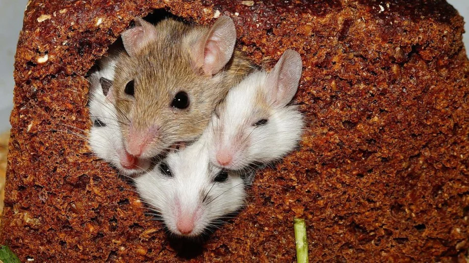 Засадете тези растения и те ще прогонят мишките от градината ви