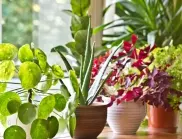 Вземете си тези стайни цветя, защото са изключително полезни за здравето