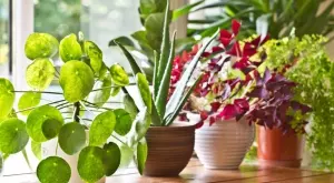 5 неща, които трябва да направите с цветята си, за да издържат без поливане 2 седмици