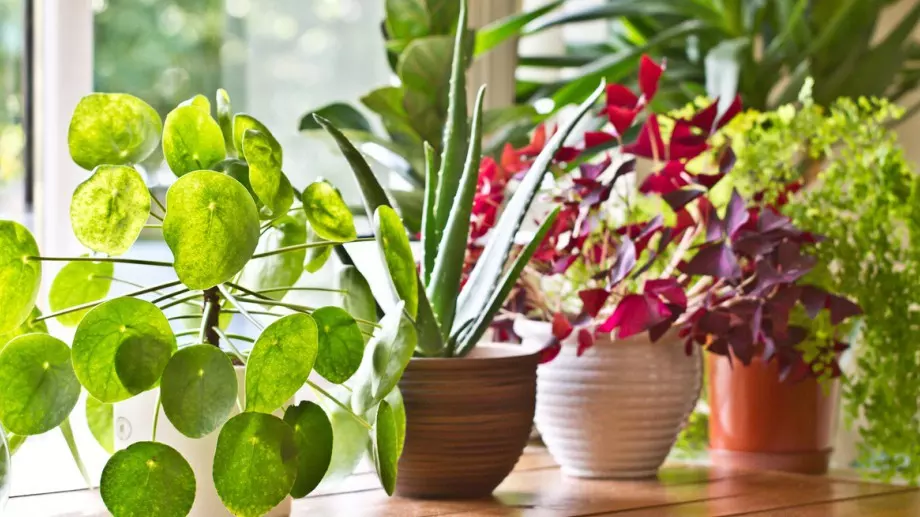 5 неща, които трябва да направите с цветята си, за да издържат без поливане 2 седмици