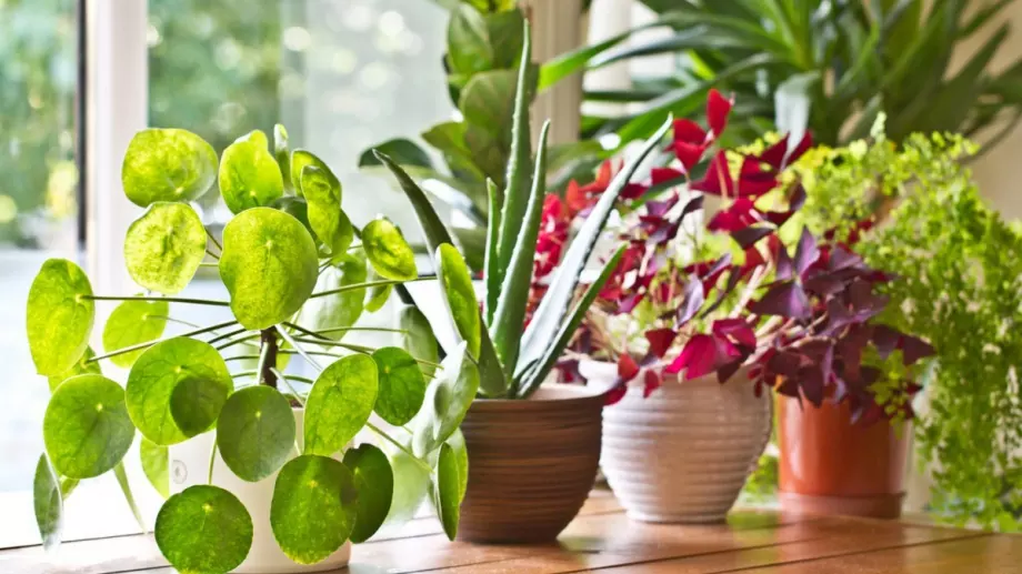 Тези растения ще абсорбират влагата в дома ви и ще го направят по-уютен