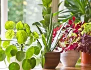 Задължително трябва да имате тези растения в дома ви - регулират температурата