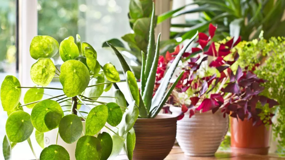 Ще се изненадате как канелата действа на растенията ви