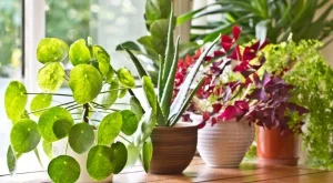 Цветята, които всяка хитра домакиня трябва да има в дома си