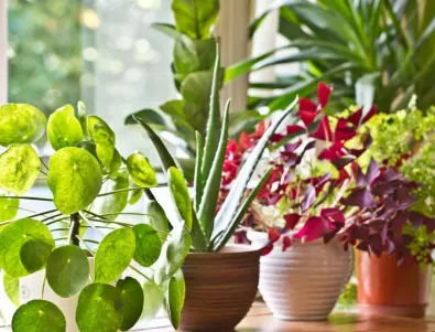 Това са растенията със силна лечебна енергия, които задължително трябва да имате в дома си