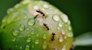 4 изпитани метода да прогоните мравките от градината си