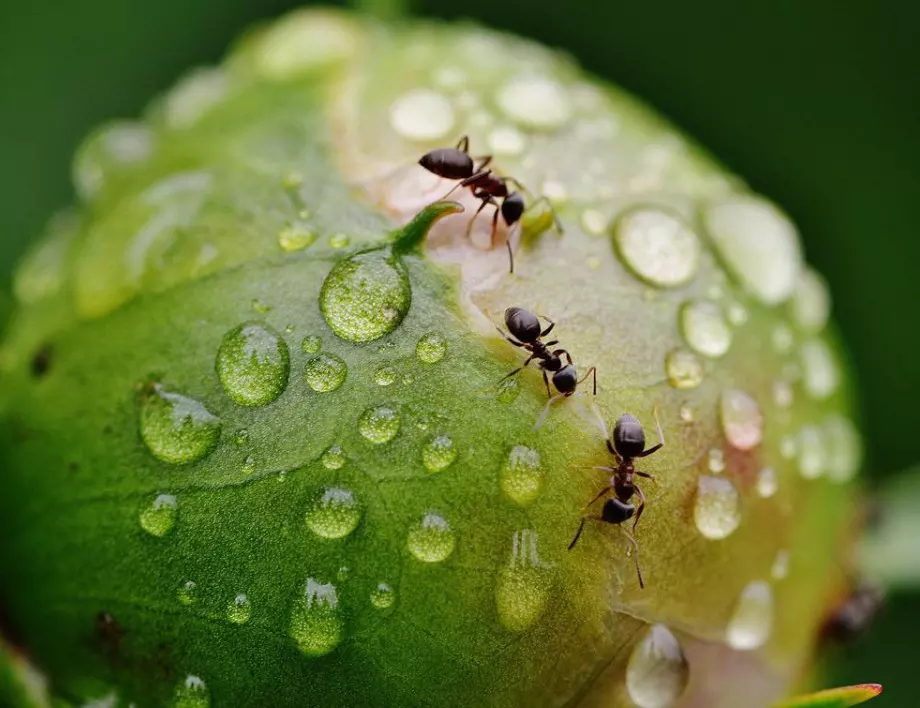 1 лъжица от тази съставка и мравките ще стоят далече от градината ви