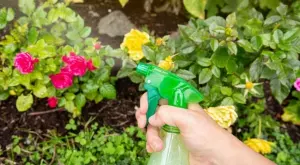 5 вида насекоми, които съсипват градината ви и как да се справите