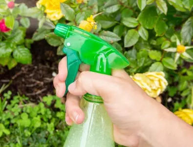 Градинар каза защо сапунената вода е задължителна за всяка градина