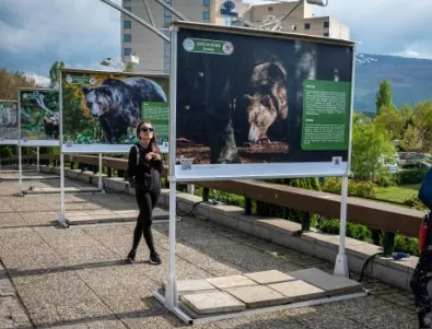 ЧЕТИРИ ЛАПИ откри изложба, посветена на мечките  „Спасените: 20 години история”