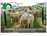 Гергьовски празници с юбилейния десети събор на овцевъдите