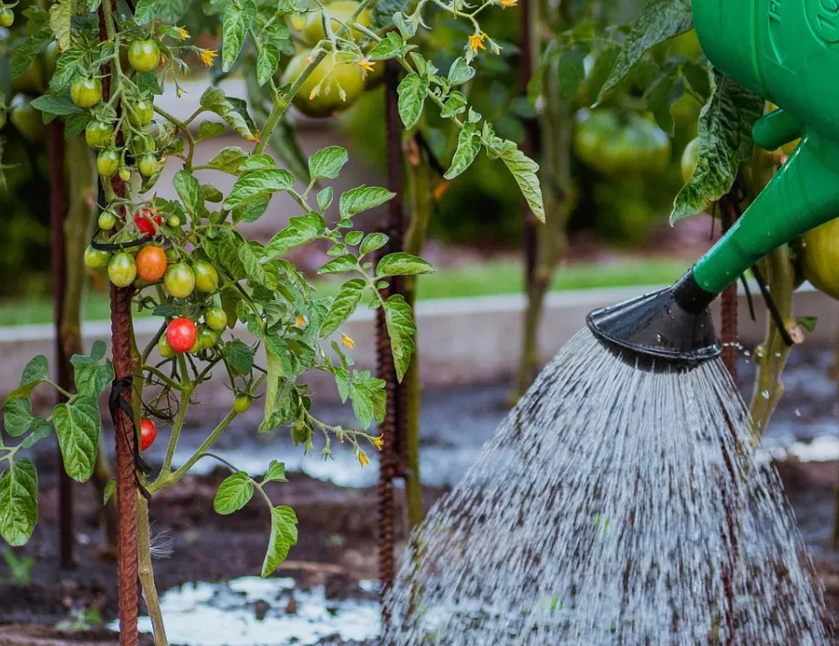 Градинар издаде уникална рецепта, с която се подхранват всички зеленчуци в градината