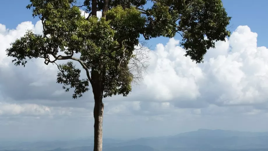 Вижте кое е най-старото дърво в България и къде се намира