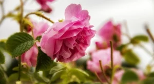 Подхранване на розите с кафе - ето как го правят опитните цветари