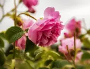 Опитен цветар даде съвети за вечно цъфтящи рози