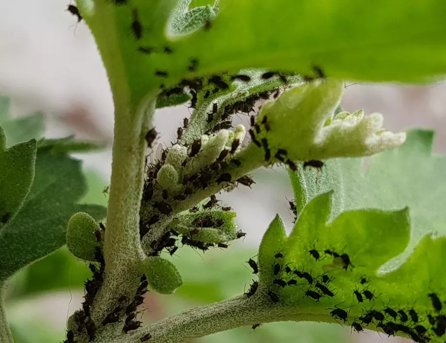 С този разтвор ще спасите реколтата от листни въшки само с едно пръскане