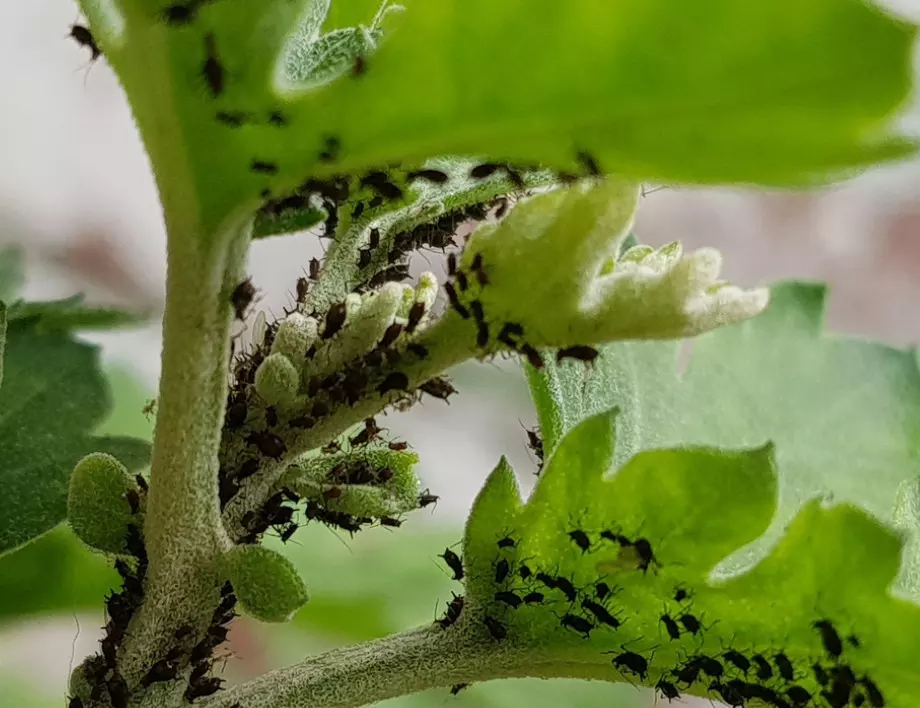 Съставката от аптеката, с която ще забравите за листните въшки