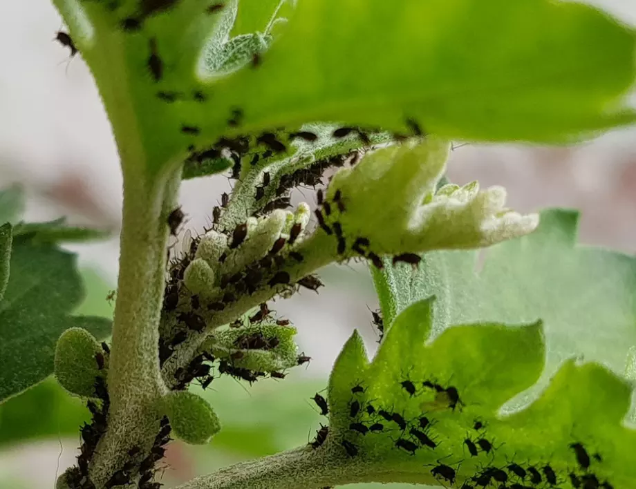 Това е разтворът, от който се нуждаете, за да прогоните листните въшки