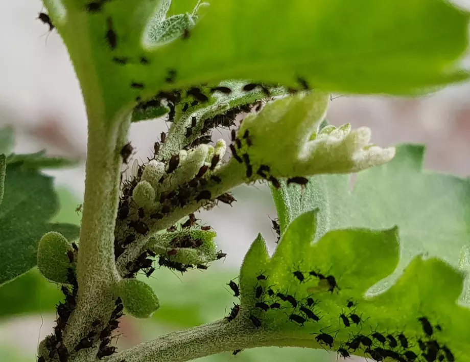 Листни въшки - трябва ви само 2 лъжици от това и ще забравите за тях