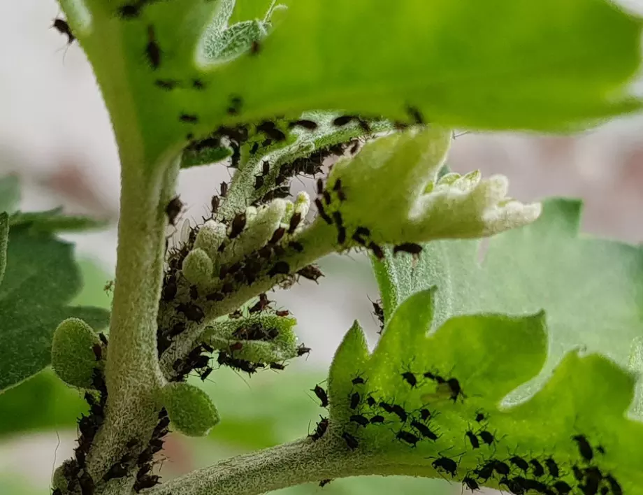 Две съставки ще унищожат листните въшки по розите 