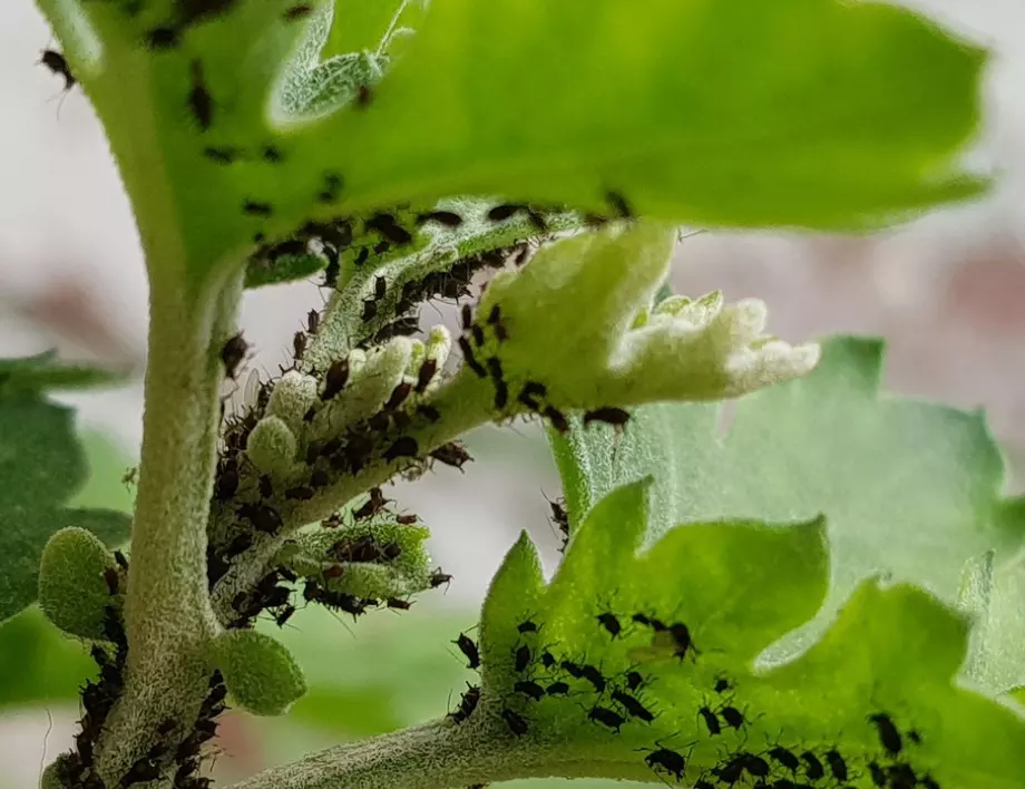 Пикантна отвара: Прогонете листните въшки и охлювите с люти чушки