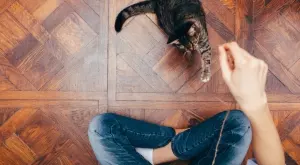 Ето как лесно да се отървете от миризмата на котешка урина