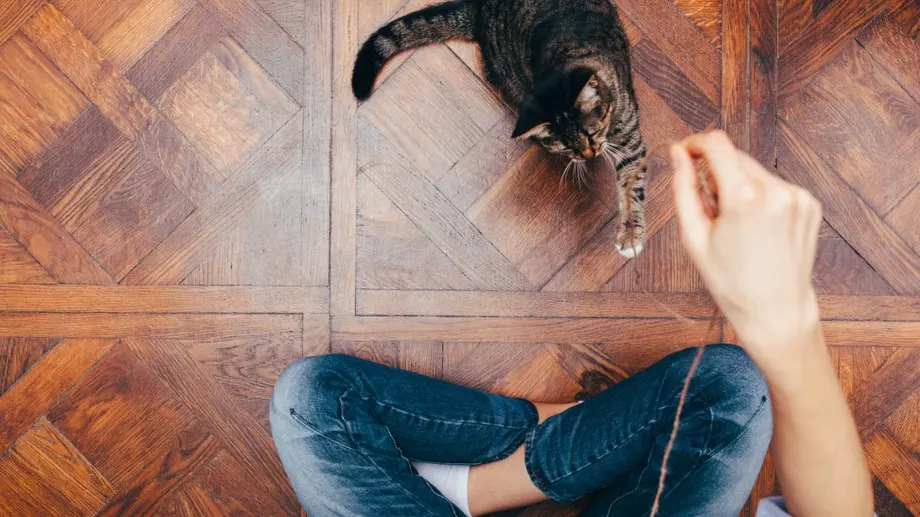 Ето как лесно да се отървете от миризмата на котешка урина