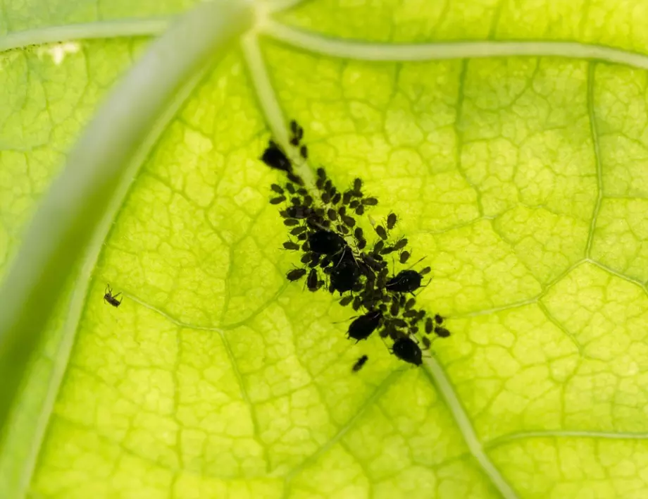 3 ефективни начина да спасите краставиците от листни въшки