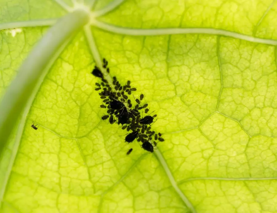 При акари, листни въшки и пожълтяване листата на растенията използвайте този лек