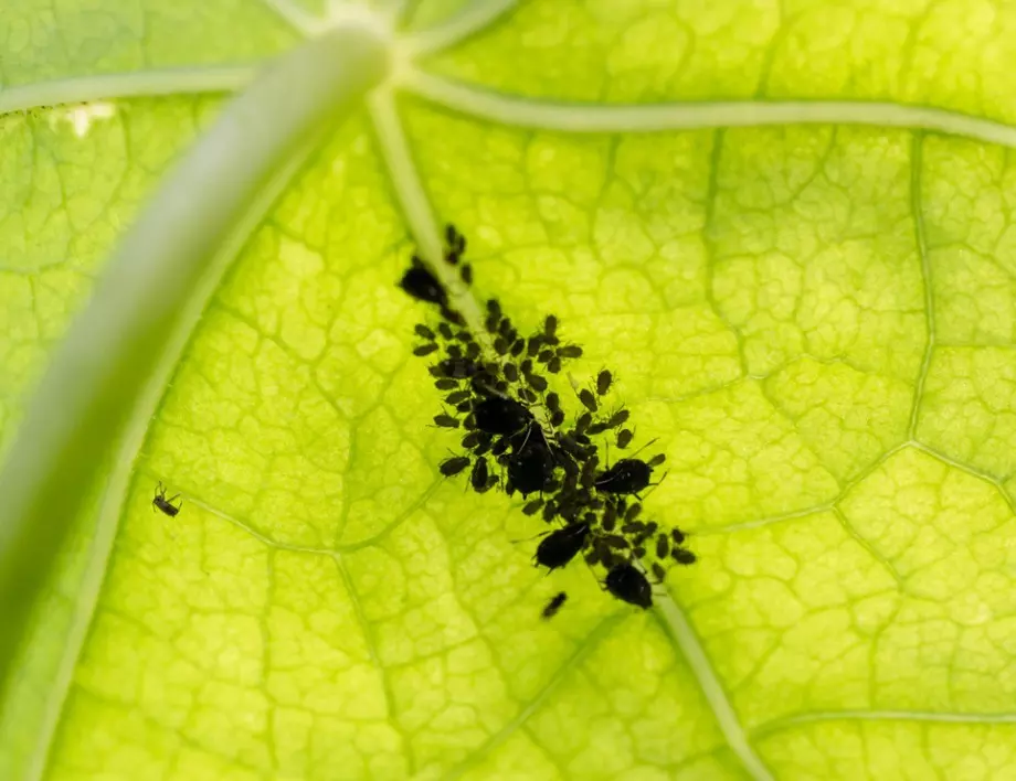 Благодарение на този домашен спрей, листните въшки ще напуснат градината ви
