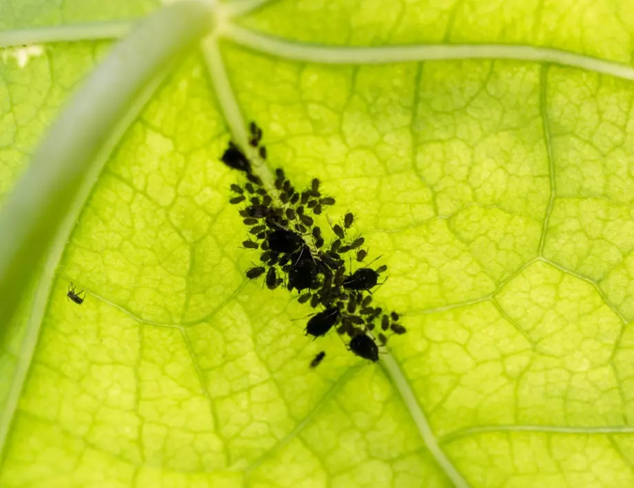 Единственият бабин лек, който убива листните въшки за часове