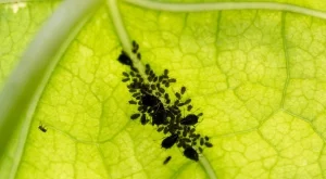 Амоняк против вредителите в градината - ето какво е важно да знаете 