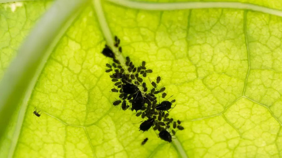 Смъртта на листните въшки след няколко прилагания на този метод е неизбежна