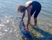 На централния плаж в Бургас спасиха бедстващ делфин