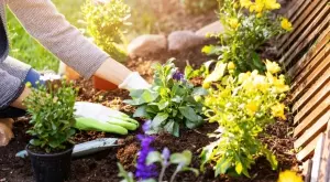 Засадете това растение в градината си и ще решите тези 5 проблема