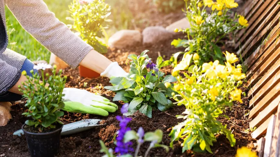 Засадете това растение в градината си и ще решите тези 5 проблема