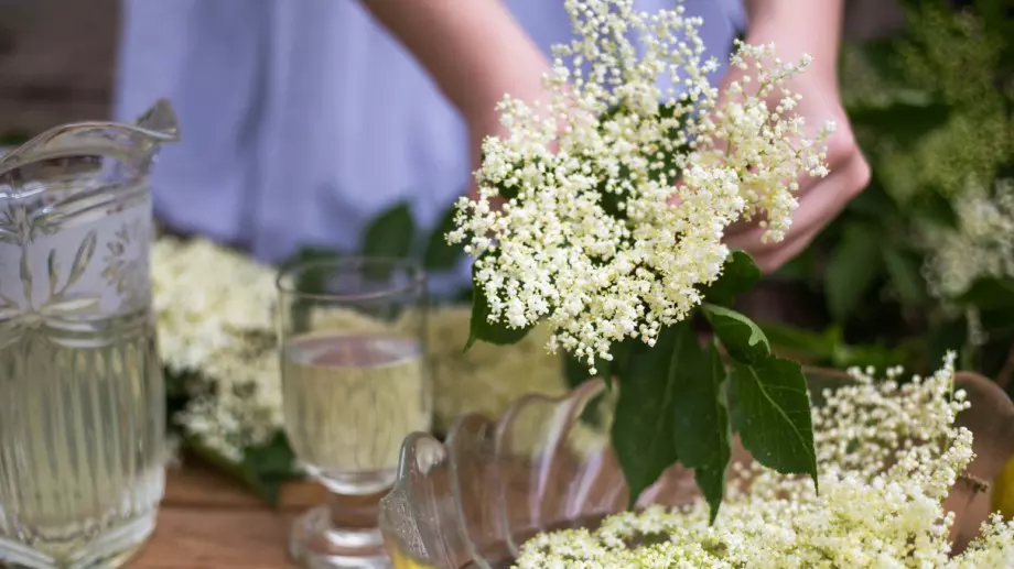 Сок от бъз – рецепта и ползи