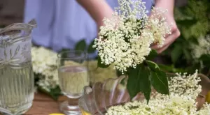 Ползи от отглеждането на бъз за дома, градината и здравето