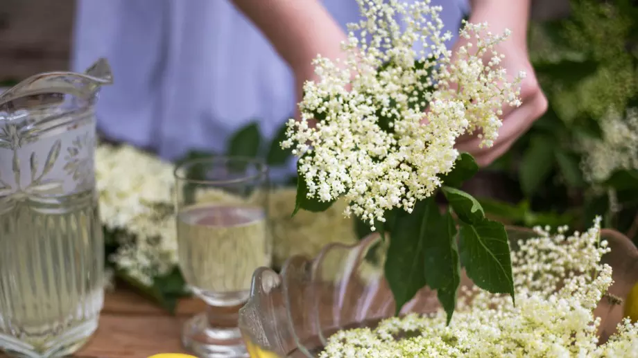 Ползи от отглеждането на бъз за дома, градината и здравето