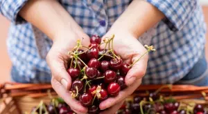 Топ лек с листа от череши чисти черния дроб и кръвта