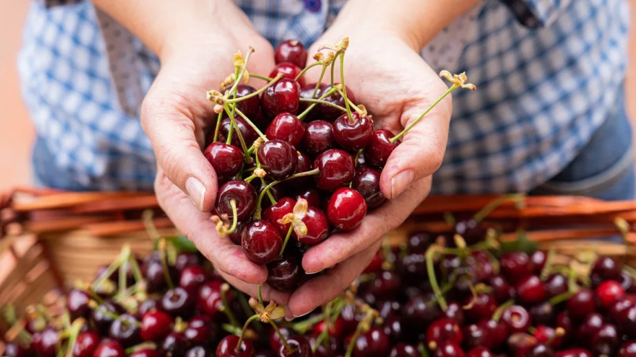 Това издава, че черешите са пълни с химия